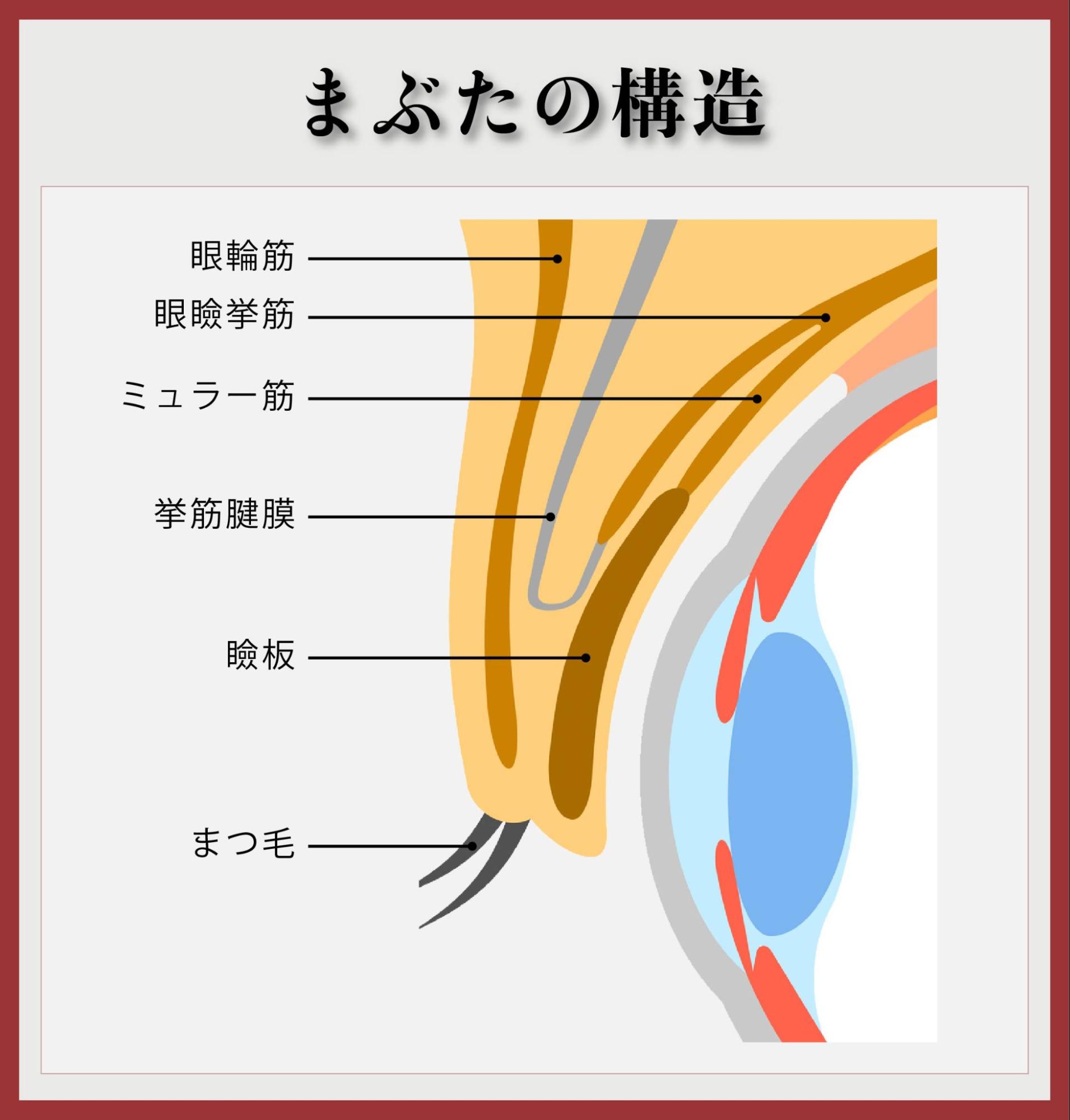まぶたの構造 